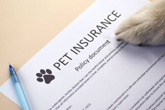 Top 10 Pet Insurance Providers in India
